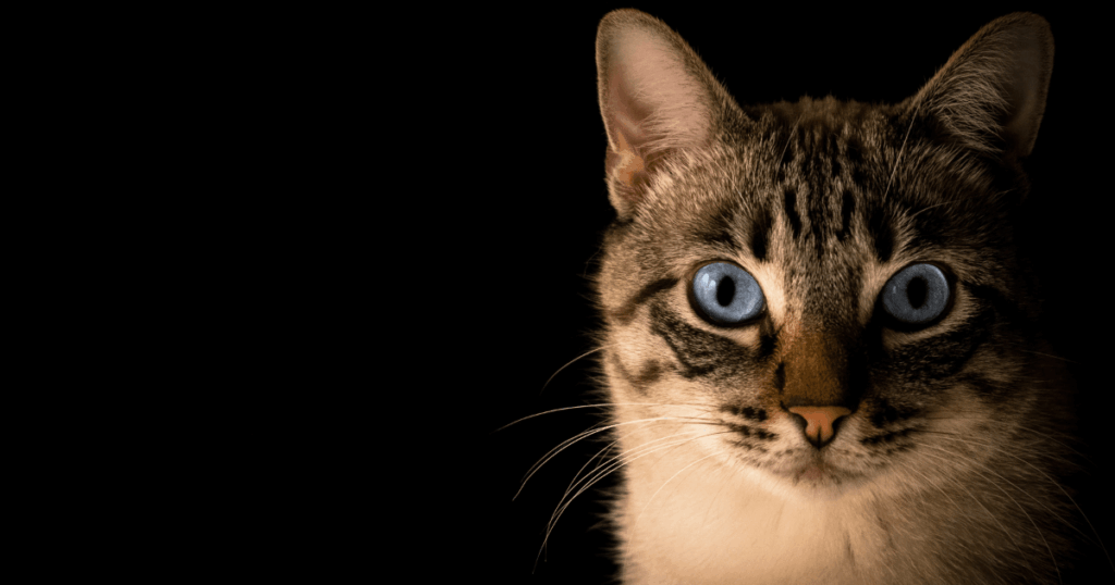 Elsa the cat
